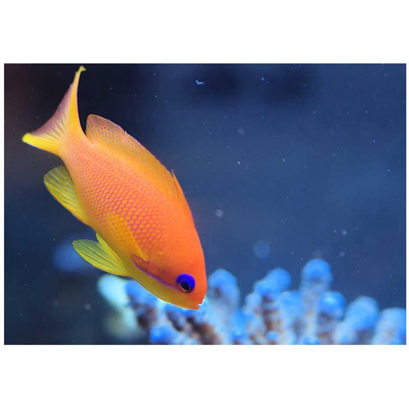 Pseudanthias squamipinnis (Anthias cu ochi albastri) - imagine 4